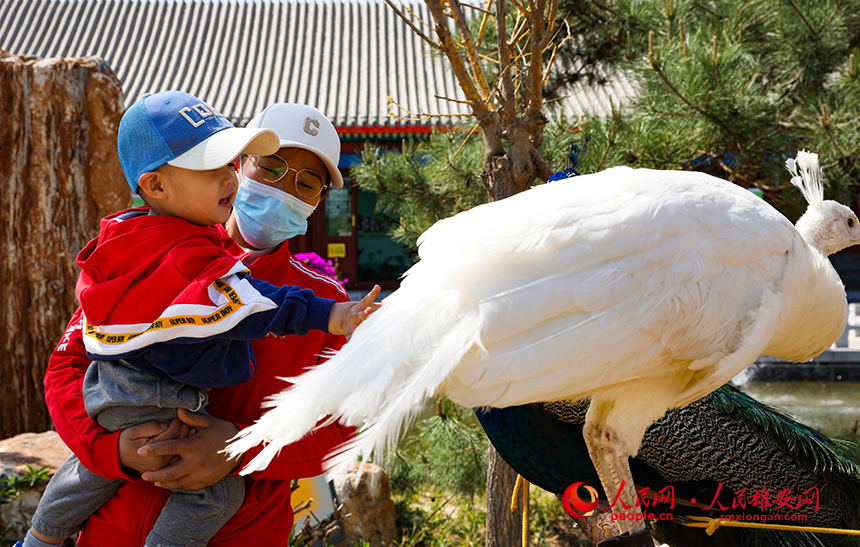 游客和小動物互動。人民網(wǎng)?宋燁文攝